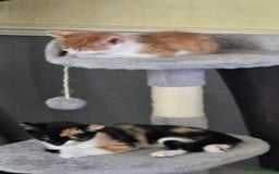 Mixed Breed cats for sale: 2 kittens left  - Image 8