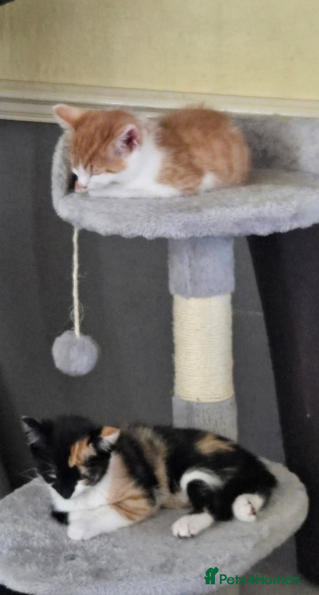 Mixed Breed cats for sale: 2 kittens left  - Image 8