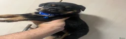 Rottweiler dogs for sale: Rottweiler puppies - Advert 4