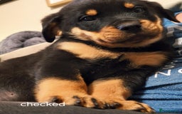 Rottweiler dogs for sale:  Beautiful Chunky Rottweiler puppies  - Image 14