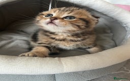 Scottish Fold cats for sale: Pure breed SCOTTISH FOLD - Image 13