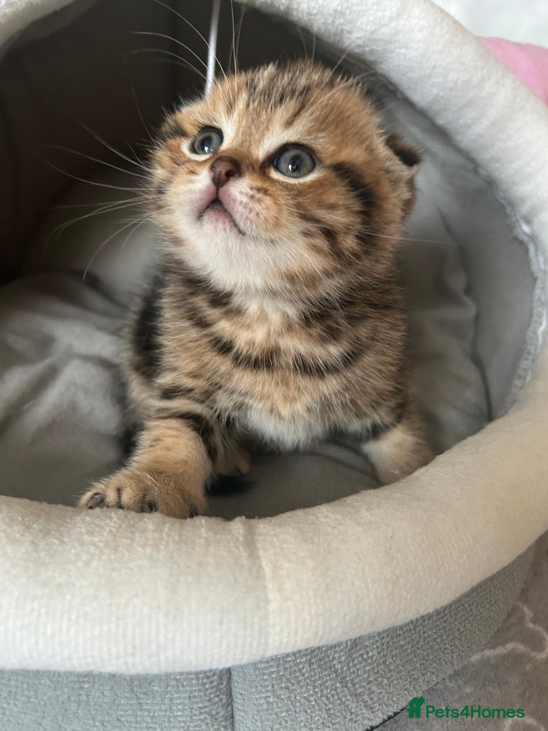 Scottish Fold cats for sale: Pure breed SCOTTISH FOLD - Image 13