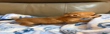 Chihuahua 1