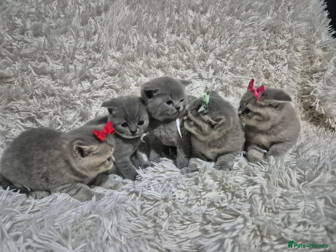 British Shorthair cats for sale: British short-hair kittens - Advert 5
