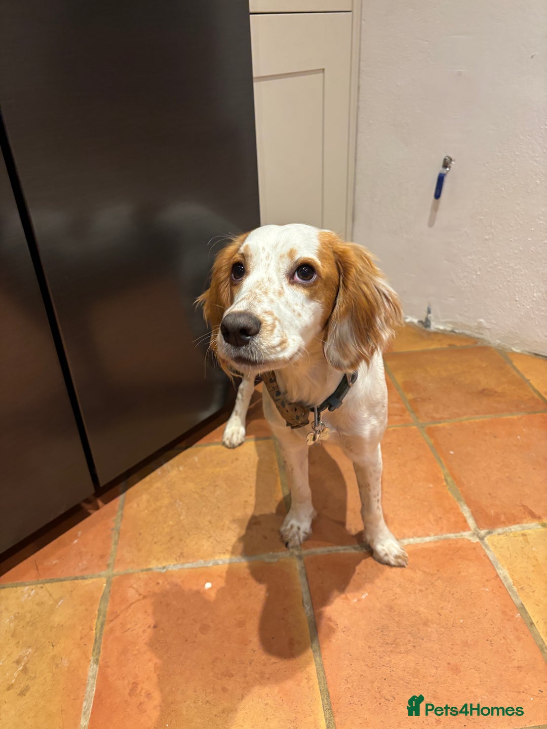 Cocker Spaniel dogs for sale: Very sad rehoming of our spaniel puppy - Image 5