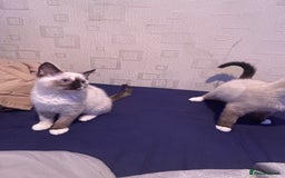 Ragdoll cats for sale: 2 ragdoll siblings for sale  - Image 8