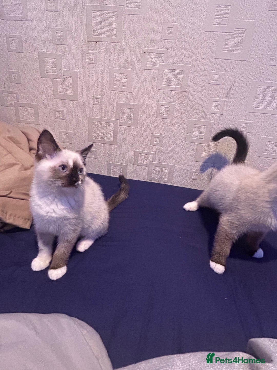 Ragdoll cats for sale: 2 ragdoll siblings for sale  - Image 8