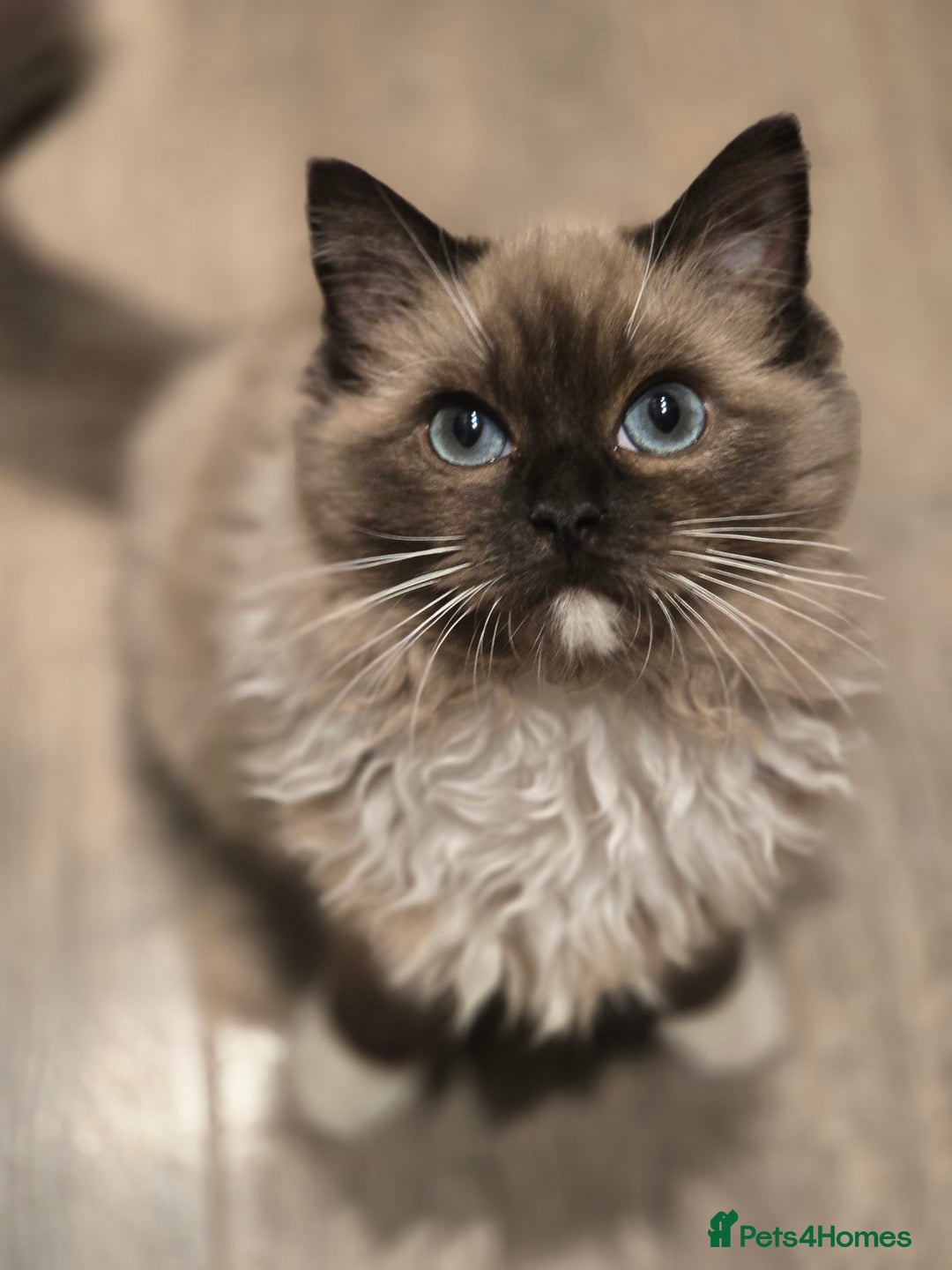 Ragdoll cats for sale: Registered Tica Pedigree Ragdolls - Image 3