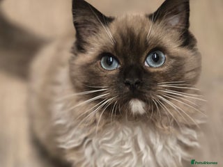 Ragdoll cats Registered Tica Pedigree Ragdolls - Advert 9