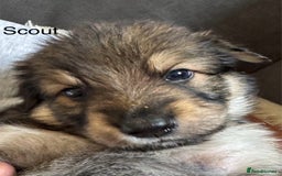 Mixed Breed dogs for sale: Beautiful Inca & handsome Nanuq PUPDATE x4 - Image 19