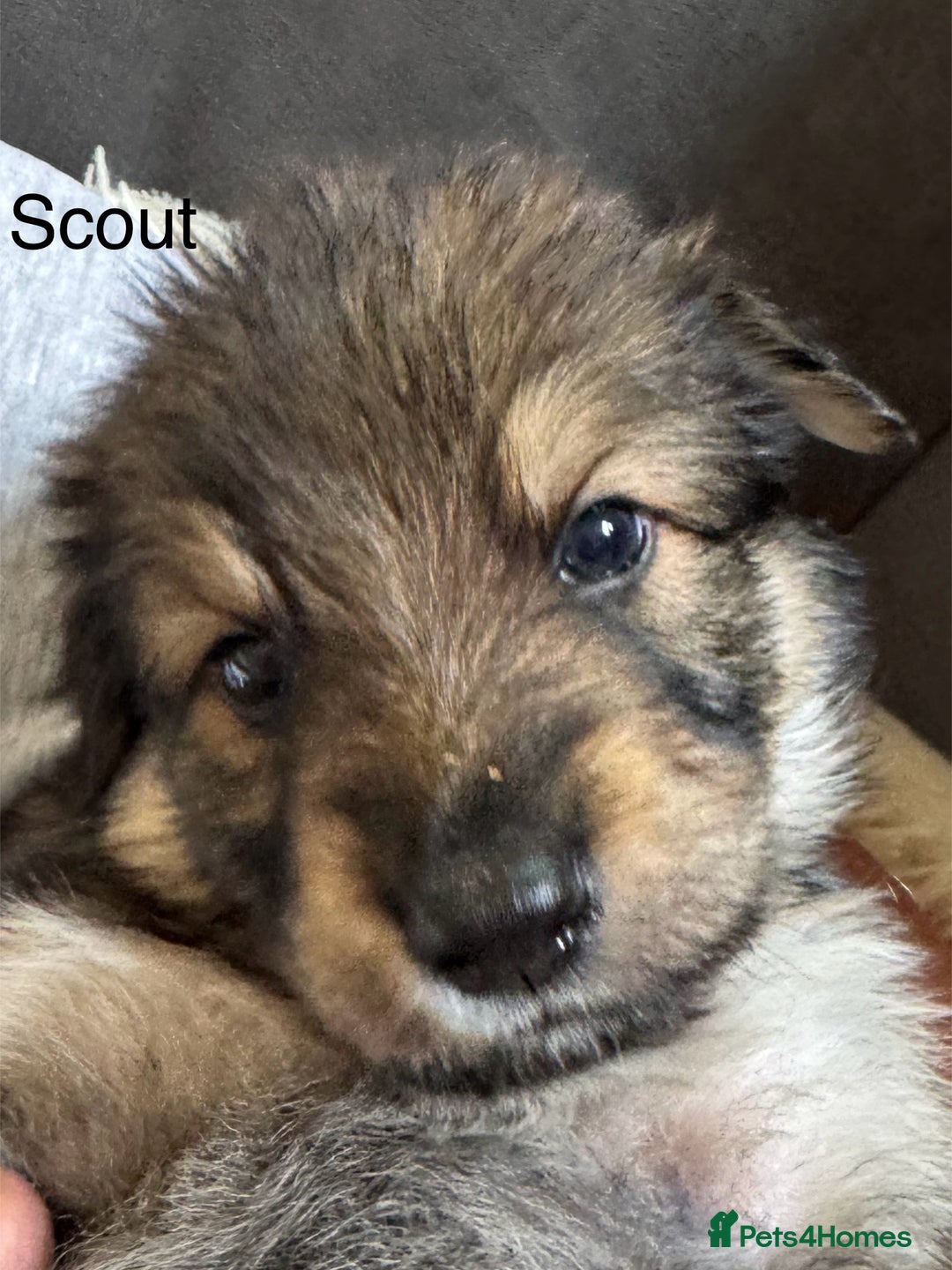 Mixed Breed dogs for sale: Beautiful Inca & handsome Nanuq PUPDATE x4 - Image 19