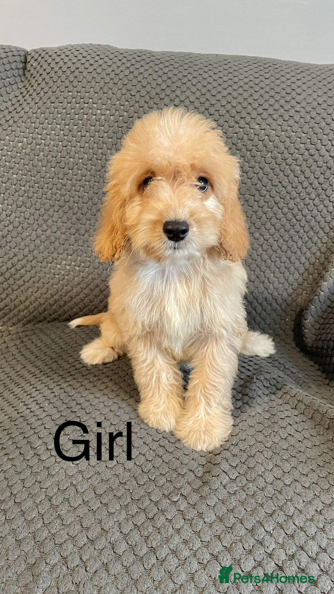 Cockapoo dogs for sale: Cockapoo Puppies F1  - Image 14
