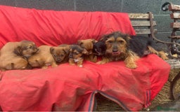 Mixed Breed dogs for sale: Stunning Tiny Yorkie Jack puppies  - Image 13