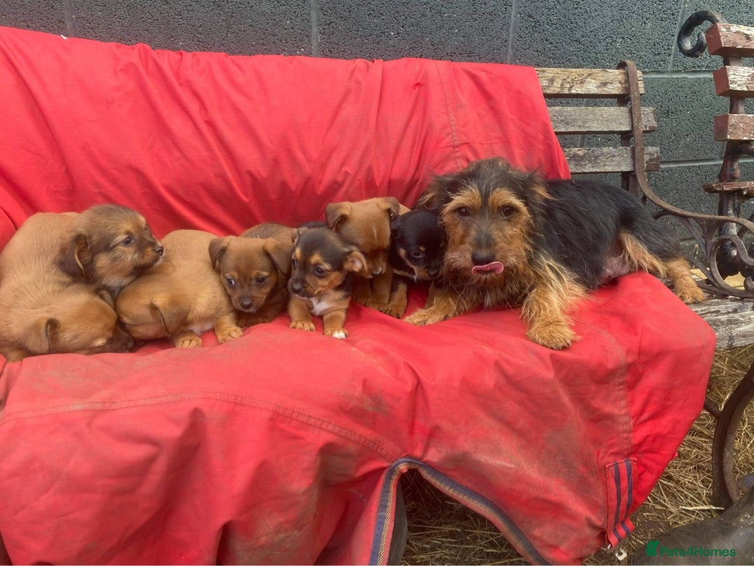 Mixed Breed dogs for sale: Stunning Tiny Yorkie Jack puppies  - Image 13