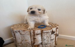 Golden Retriever dogs for sale: Golden retriever puppys - Advert 3