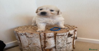 Golden Retriever dogs Golden retriever puppys - Advert 11