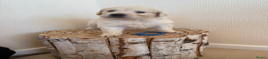 Golden Retriever Puppy 1