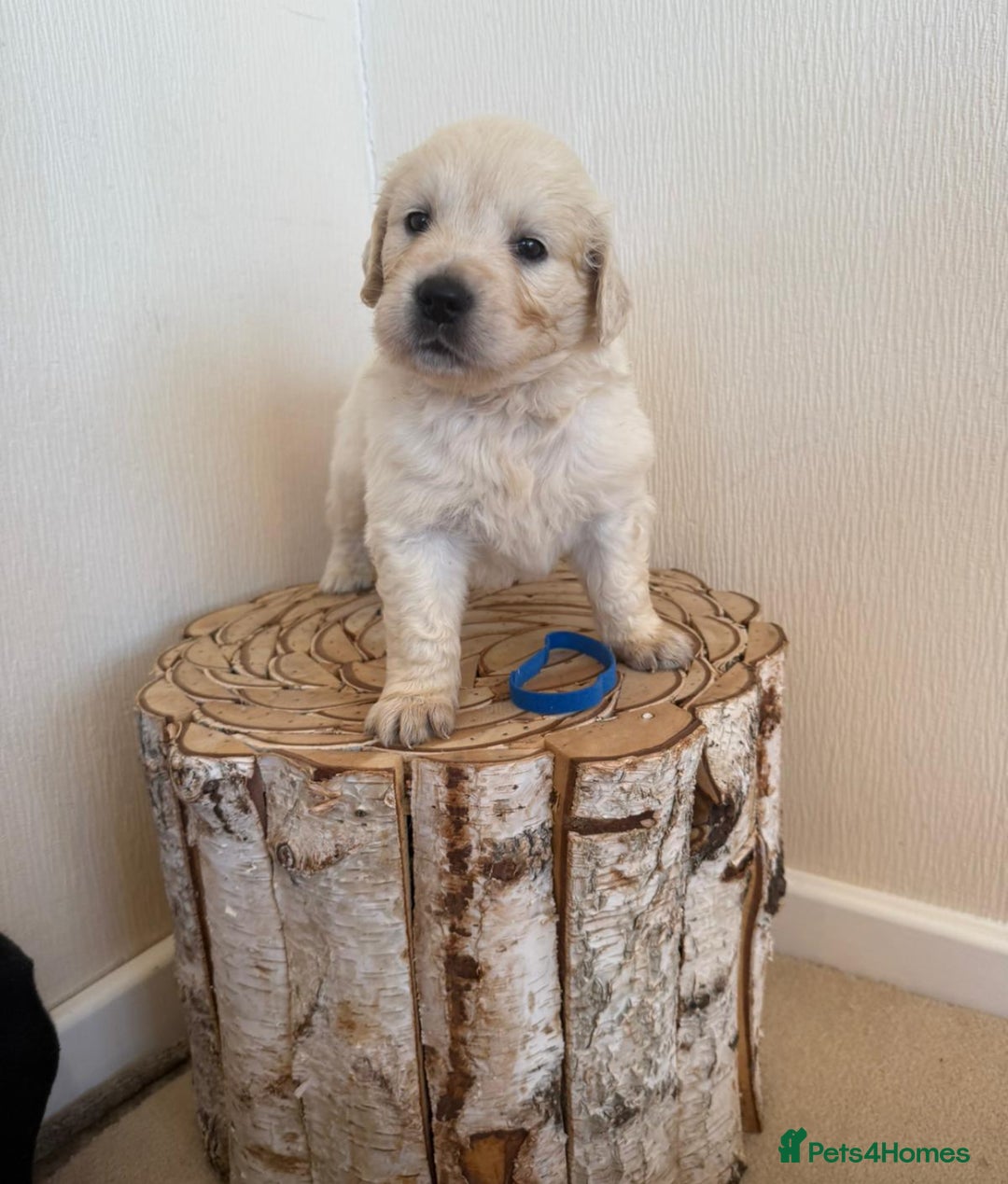 Golden Retriever dogs for sale: Golden retriever puppys - Advert 3