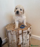 Golden Retriever dogs Golden retriever puppys - Advert 9