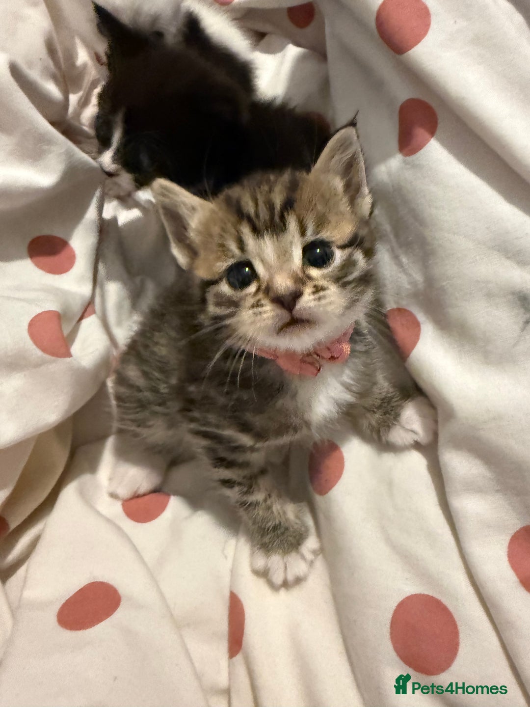 Mixed Breed cats for sale: Kittens  - Advert 3