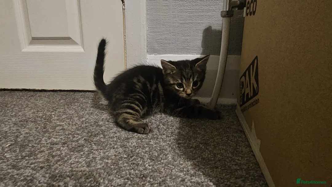 Domestic Shorthair cats for sale: Kittens for sale  - Advert 5