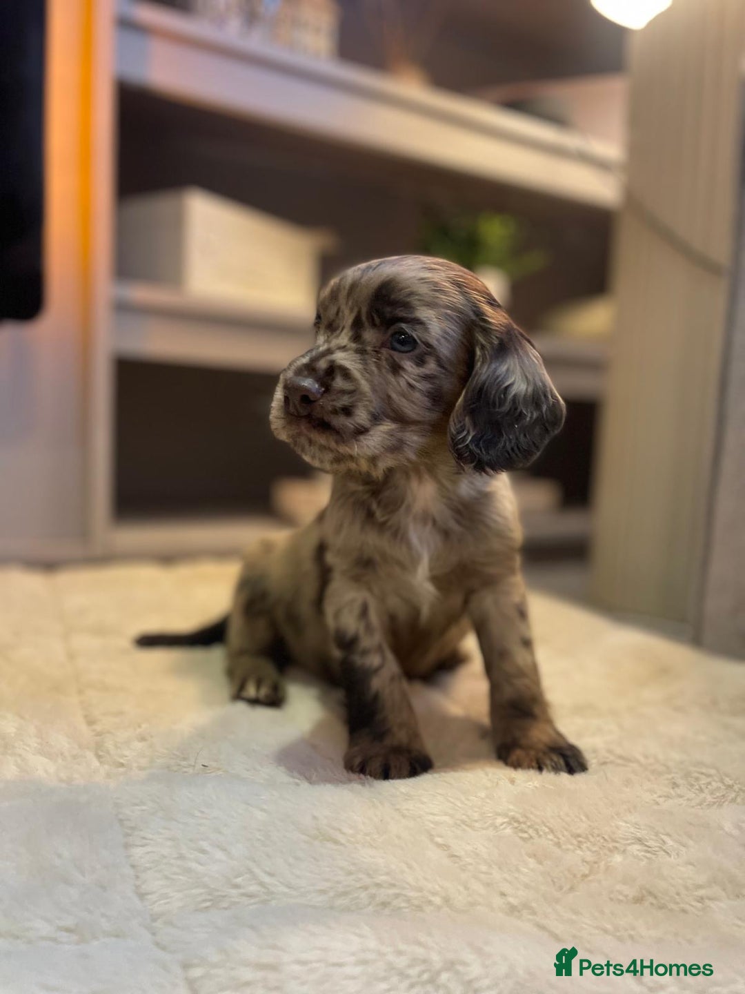 Cocker Spaniel dogs for sale: Cocker spaniel puppies ready to go now MERLE - Image 3