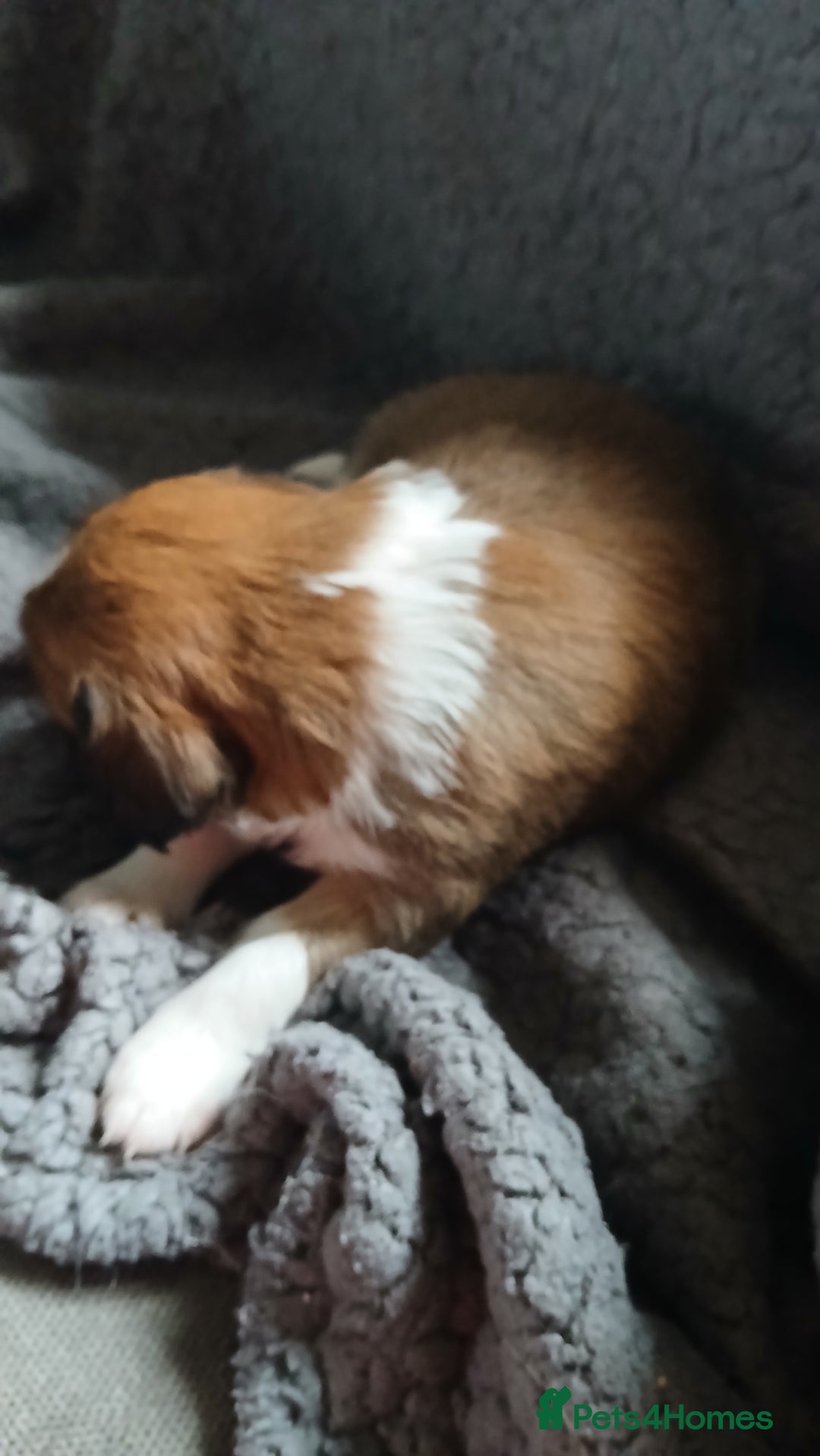 Mixed Breed dogs for sale: Patterpoo puppies - Advert 6