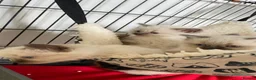 Ragdoll cats for sale: Pure ragdoll two boys  - Advert 1