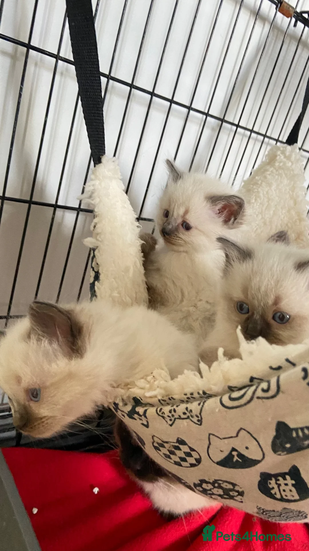 Ragdoll cats for sale: Pure ragdoll two boys  - Advert 1