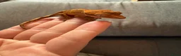 Gecko reptiles for sale: Crested Gecko - Advert 6