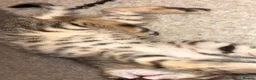Bengal cats for sale: Bengal kittens in Macclesfield - Advert 12