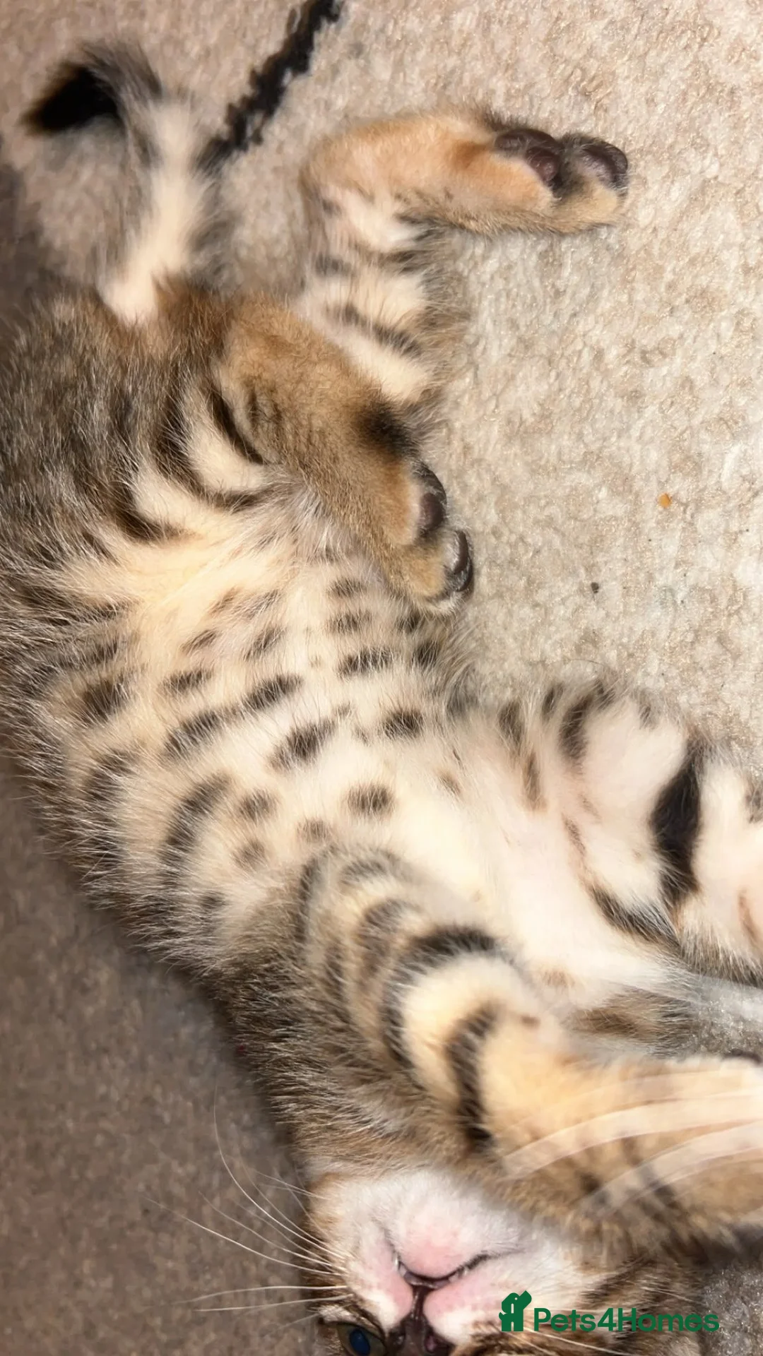 Bengal cats for sale: Bengal kittens in Macclesfield - Advert 12