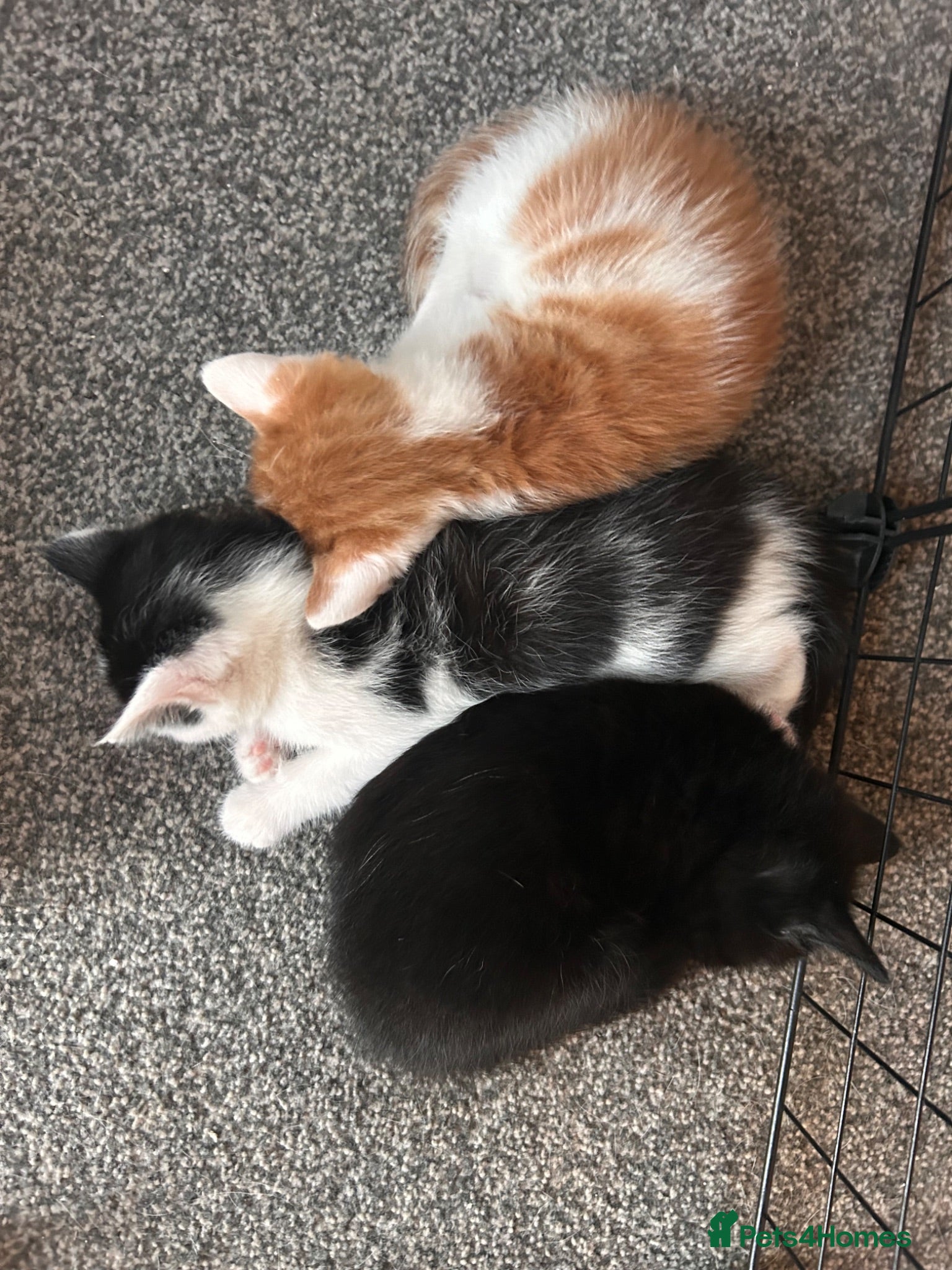 Mixed Breed cats Beautiful Mixed Boys  - Advert 1