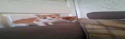 Mixed Breed cats for sale: 2 beautiful ginger and white kittens - Advert 3