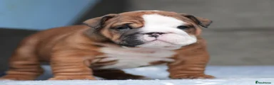 English Bulldog 2 hunnie 