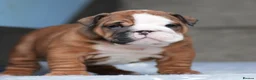 English Bulldog dogs for sale: 2 females from INW GRCH Bonnie.  - Advert 15