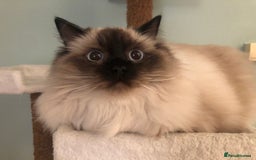 Ragdoll cats for sale: Two adorable ragdolls ready for new home  - Image 9