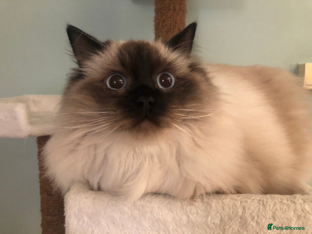Ragdoll cats for sale: Two adorable ragdolls ready for new home  - Image 9