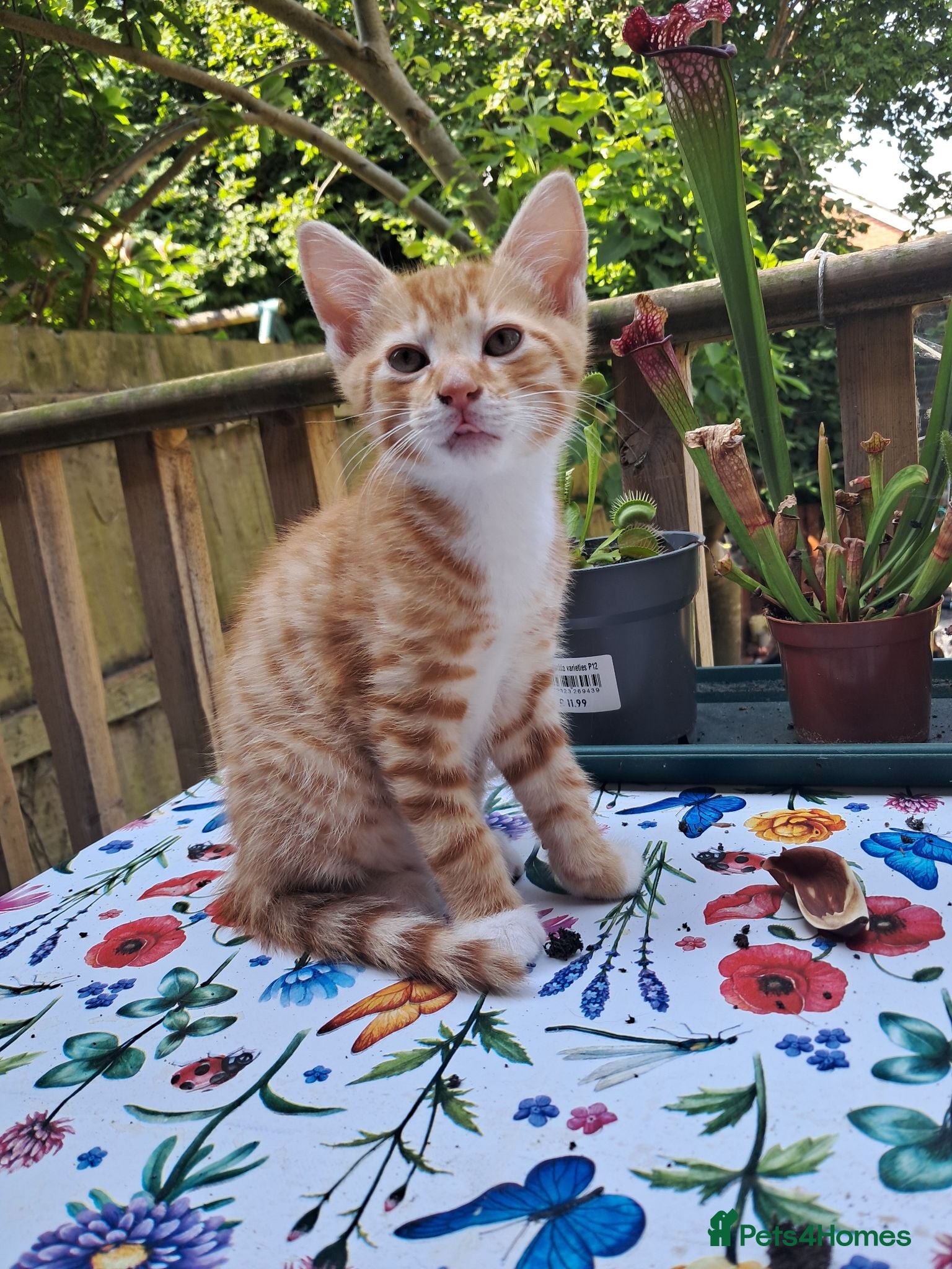 Mixed Breed cats ​Lovely Ginger Kitten - Needs Home by Monday - Advert 3