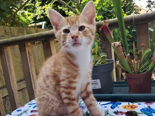 Mixed Breed cats Lovely Ginger Kitten - Needs Home by Monday - Advert 3
