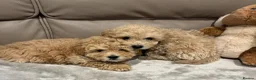 Maltipoo dogs for sale: F1 maltipoo  (Two gorgeous BOYS remaining)  - Advert 4