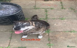 Mixed Breed dogs for sale: Urgently looking for homes  - Image 4