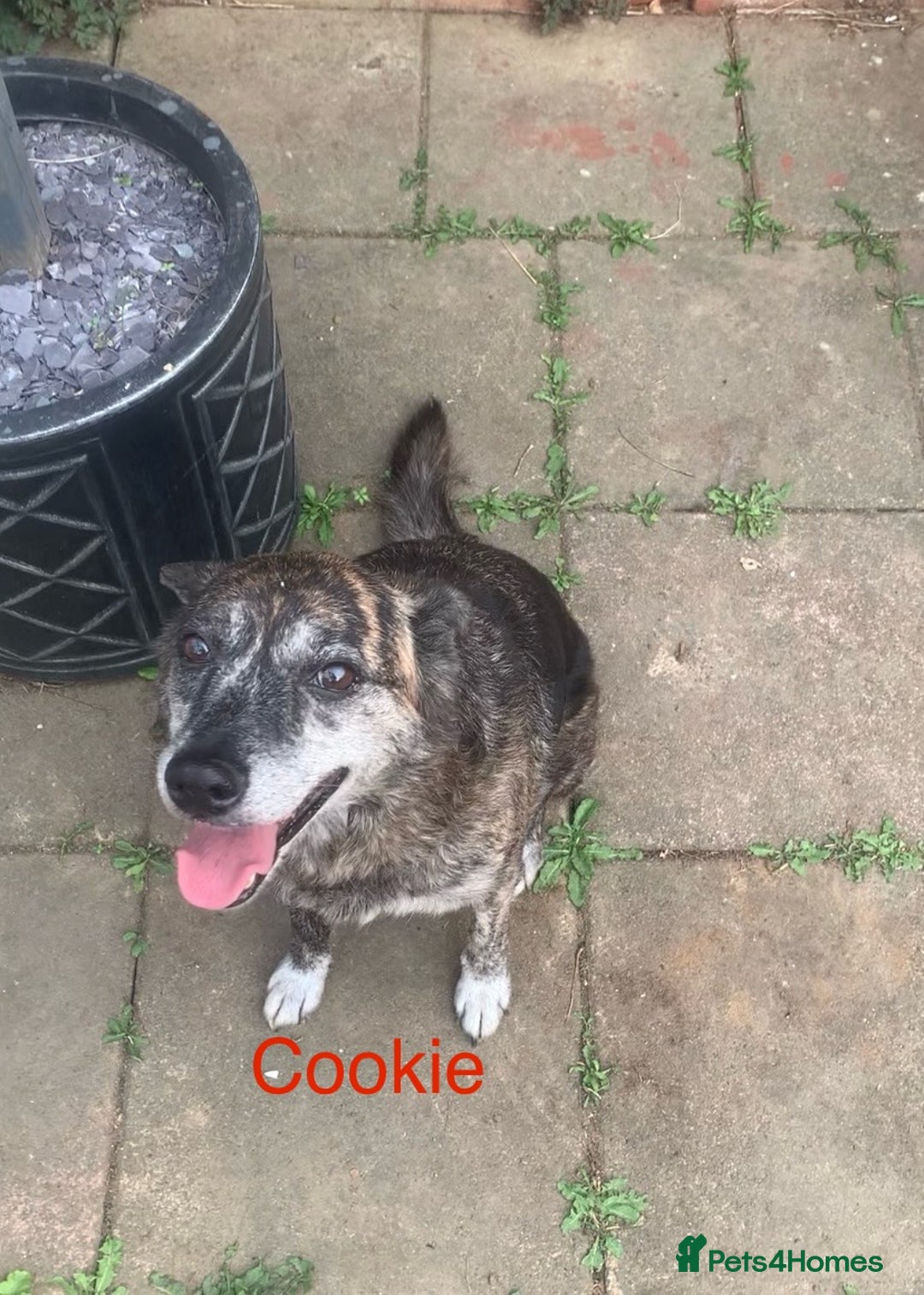 Mixed Breed dogs for sale: Urgently looking for homes  - Image 4