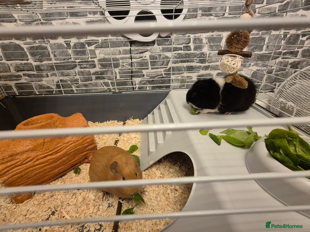 Guinea Pig rodents for sale: Two female guinea pigs 18 weeks old - Advert 6