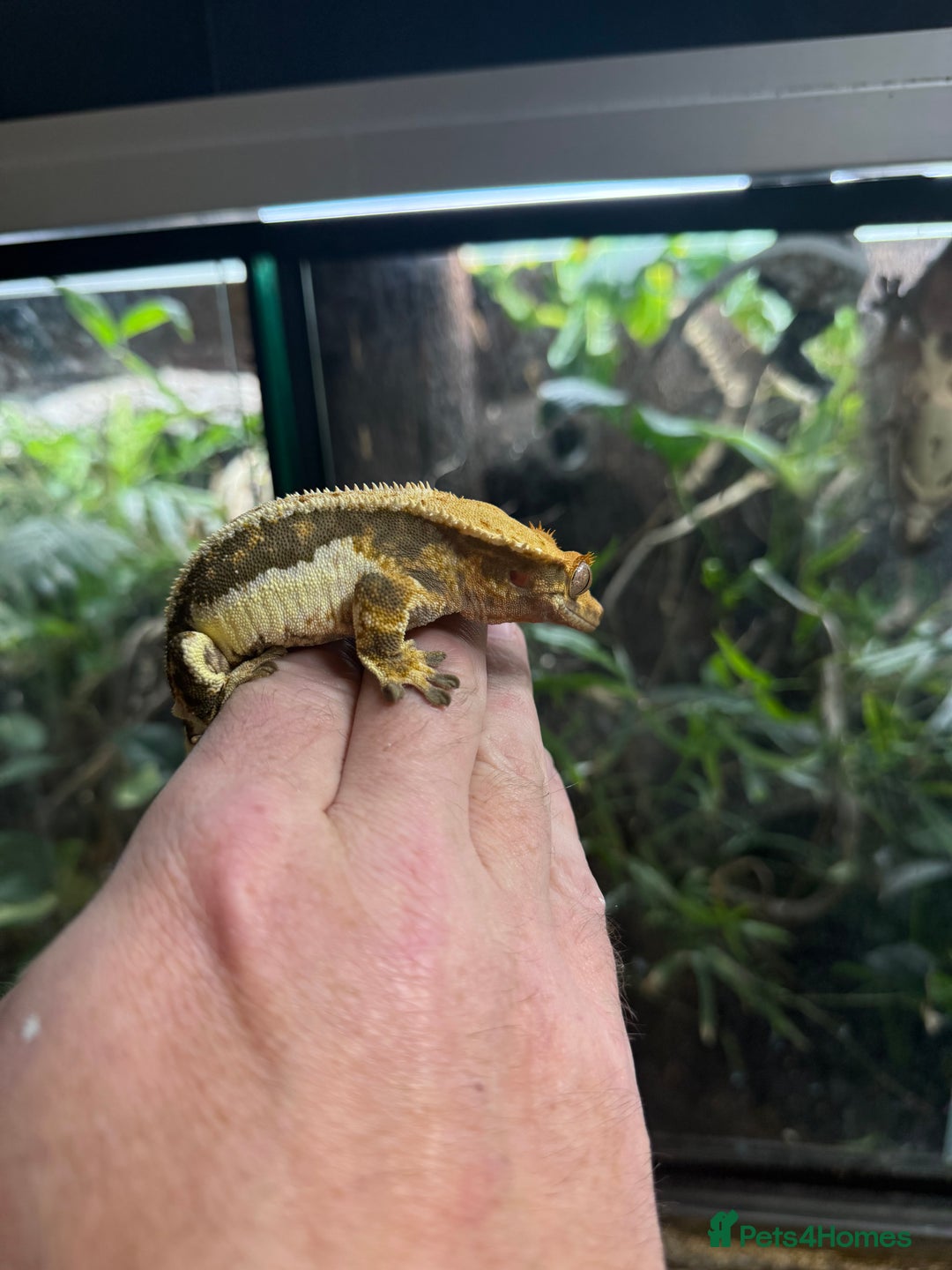 Gecko reptiles for sale: Tri colour lilly white crested gecko  - Image 3