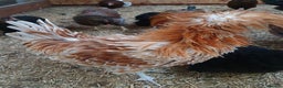 Chickens poultry for sale: Pekin Bantam, Laced Wyandotte Bantam & Polish Hens - Advert 3