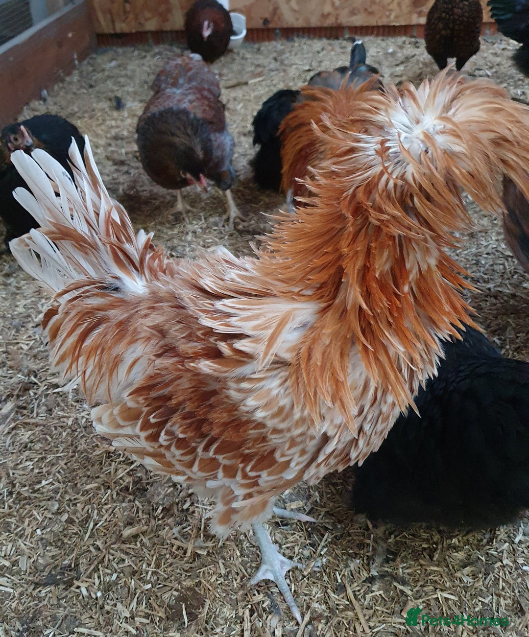 Chickens poultry for sale: Pekin Bantam, Laced Wyandotte Bantam & Polish Hens - Advert 3
