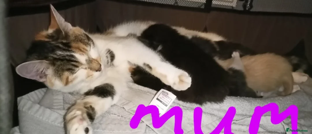 Ragdoll cats for sale: Stunning Ragdoll Calico Cross. Beautiful Markings. - Advert 3