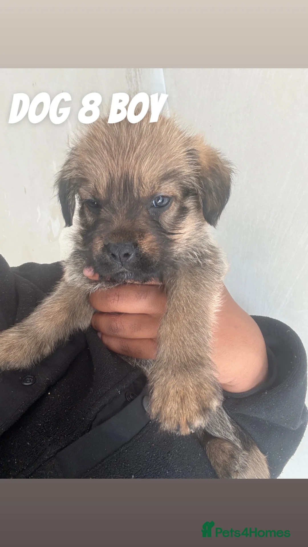Mixed Breed dogs for sale: 8 Puppies  in Lydney - Advert 10