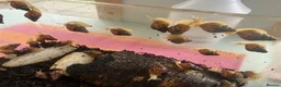 Snails invertebrates for sale: Giant African Land Snails  in Polegate - Advert 6